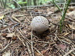 Amanita excelsa