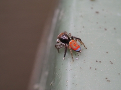 Maratus pavonis