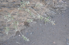 Buddleja cordobensis