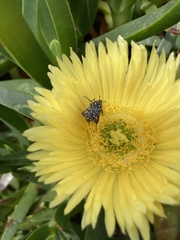 Oxythyrea marginalis