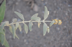 Buddleja cordobensis