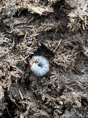 Aphodiini