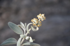 Buddleja cordobensis