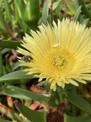 Oxythyrea marginalis