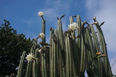 Echinopsis