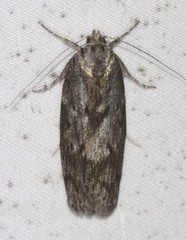 Philobota baryptera