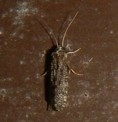 Polycentropodidae