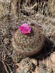 Pediocactus simpsonii