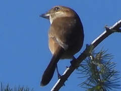 Lanius bucephalus
