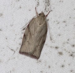 Euchaetis inceptella
