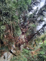 Argiope reinwardti