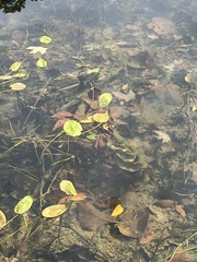 Potamogeton amplifolius
