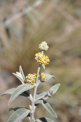 Buddleja cordobensis