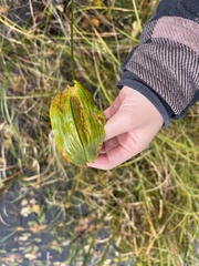 Potamogeton amplifolius