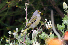 Serinus canicollis