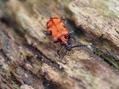 Lemodes coccinea