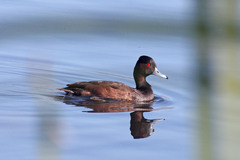 Netta erythrophthalma