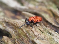 Lemodes coccinea