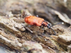 Lemodes coccinea