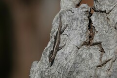 Cryptoblepharus pannosus