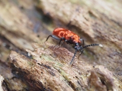 Lemodes coccinea