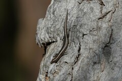 Cryptoblepharus pannosus