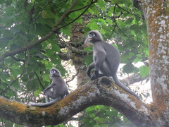 Trachypithecus obscurus