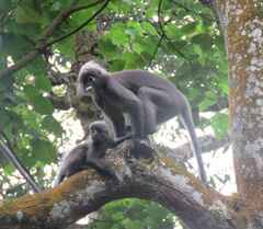 Trachypithecus obscurus