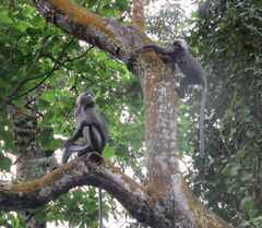 Trachypithecus obscurus