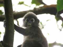 Trachypithecus obscurus