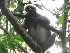Trachypithecus obscurus