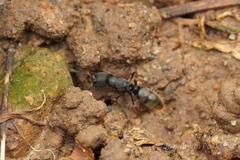Ectomomyrmex