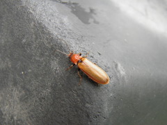 Denticollis linearis