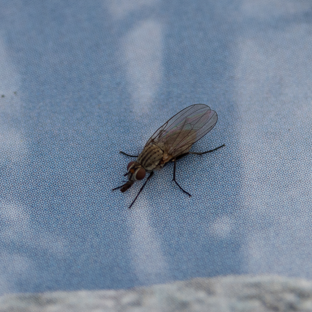 Muscoid Flies from Tuolumne County, CA, USA on September 4, 2022 at 04: ...
