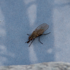 Muscoidea