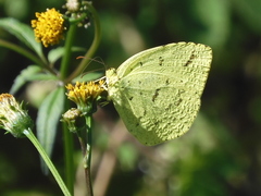 Eurema mandarina