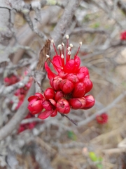 Schotia capitata