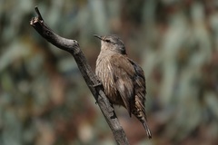 Climacteris picumnus