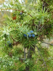 Juniperus