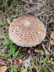 Macrolepiota procera