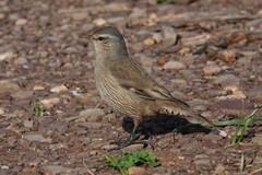 Climacteris picumnus