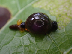 Chrysomelidae
