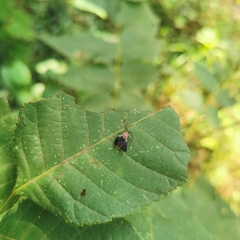 Drosicha corpulenta