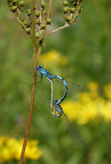 Enallagma risi