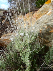 Teucrium marum