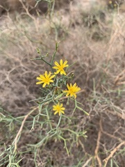 Launaea arborescens