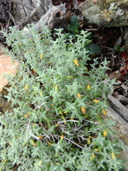 Teucrium marum