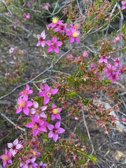 Calytrix brevifolia