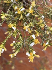 Olearia subspicata
