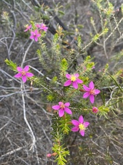 Calytrix brevifolia